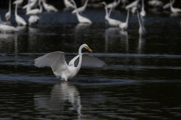 Селективный снимок большой белой цапли, расправляющей крылья над озером