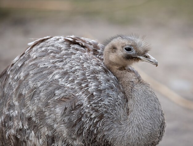 Selective focus shot of greater rhea