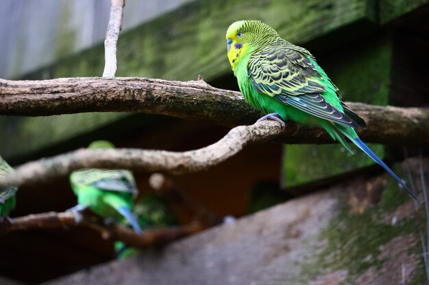 Selective focus shot of a green budgie sitting on a branch