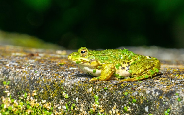 Foto gratuita colpo di messa a fuoco selettiva di una rana verde