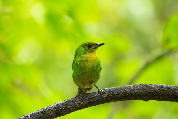Selective focus shot of a green honeycreeper perched on a branch