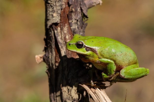 나뭇가지에 녹색 Hyla meridionalis 개구리의 선택적 초점 샷