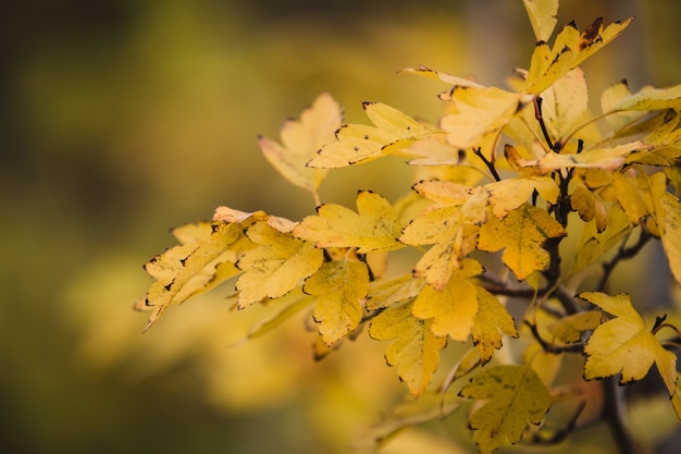 Selective focus shot of green leaves on a branch