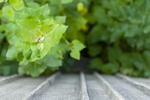 Selective focus shot of green leaves on a concrete surface