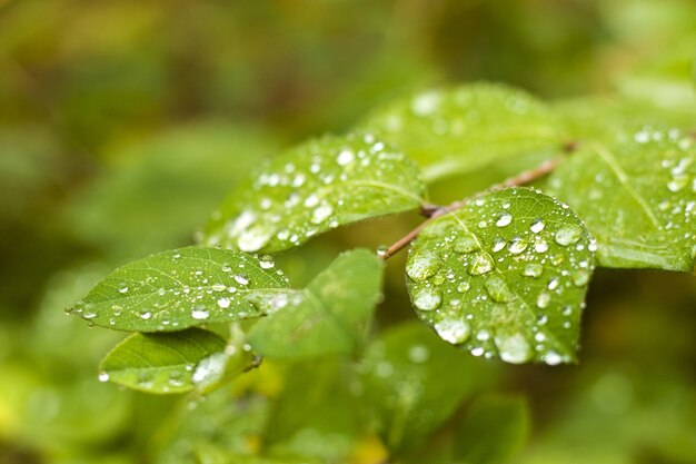 Selective focus shot of green leaves covered with dew drops