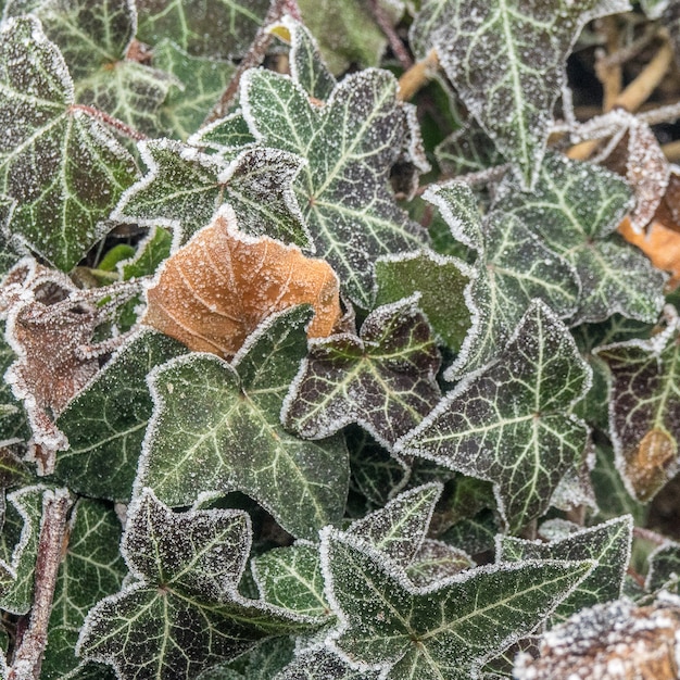 霜で覆われた緑の葉のセレクティブフォーカスショット