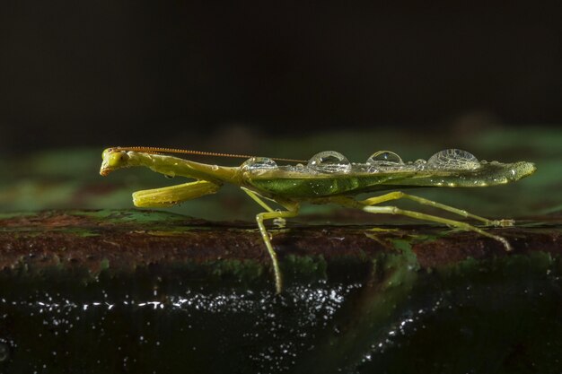 Selective focus shot of a green net-winged insect in a natural environment