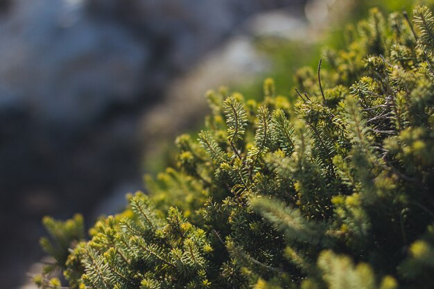 Selective focus shot of green pine leaves with a blurred background