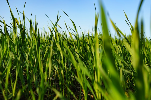 Selective focus shot of green plant field under the blue sky