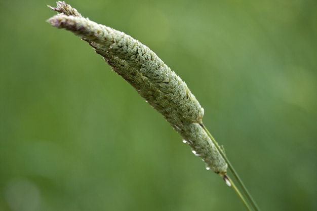 Selective focus shot of the green wheat grass with the water drops