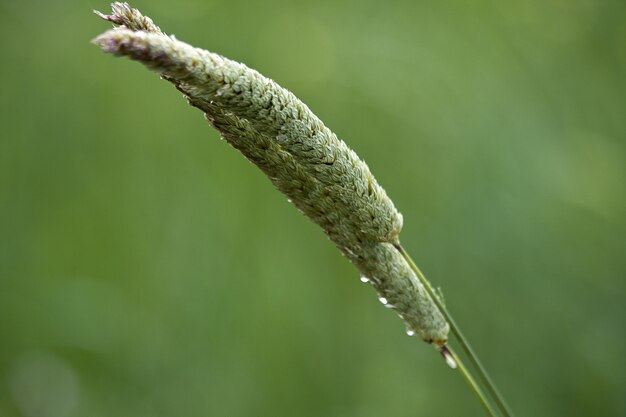 Selective focus shot of the green wheat grass with the water drops