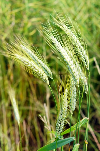Selective focus shot of green wheat under the wind