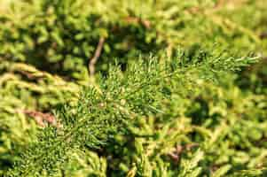 Foto gratuita colpo di fuoco selettivo della pianta di achillea verde