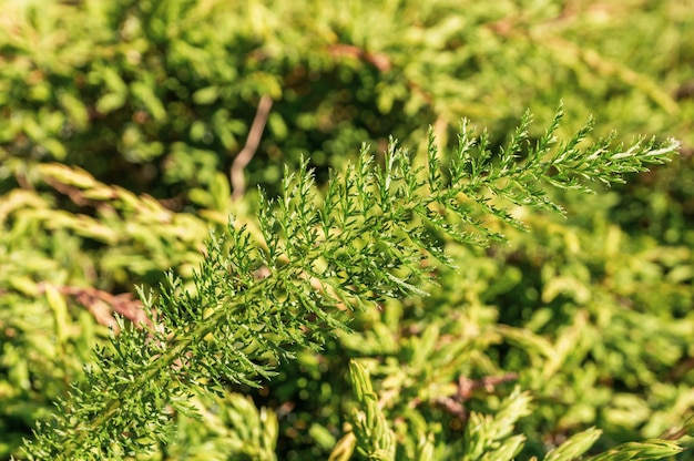 Selective focus shot of green yarrow plant