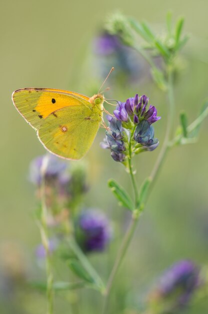 Selective focus shot of green and yellow butterfly on a lavender flower