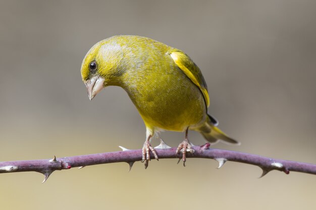 Free photo selective focus shot of a greenfinch bird perched on a thorny branch with a blurred background