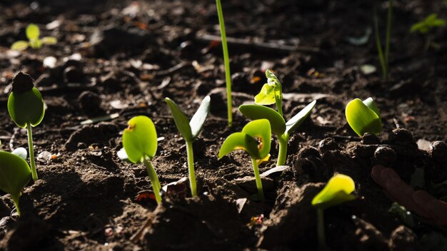 Selective focus shot of a group of green sprouts growing out from the soil