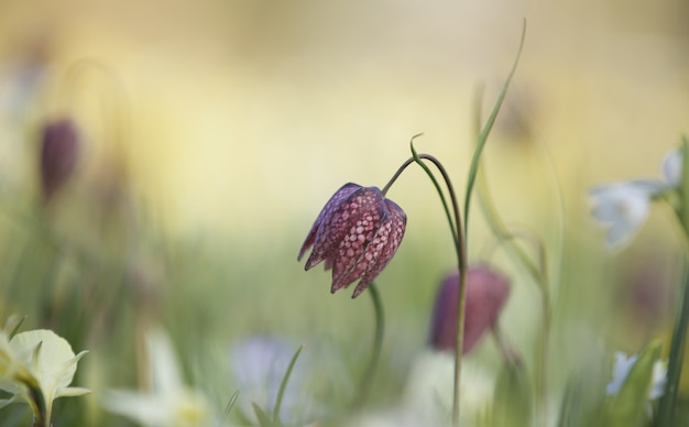 Селективный снимок растущего цветка Fritillaria