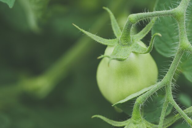 Selective focus shot of growing green pepper