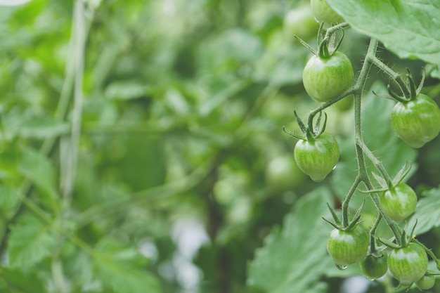 Foto gratuita colpo di messa a fuoco selettiva di pomodori in crescita