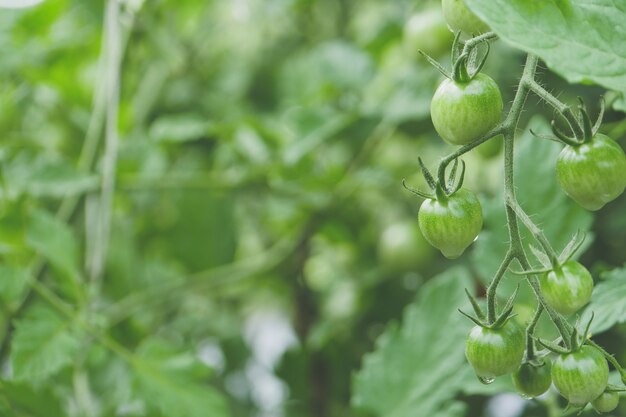 Селективный фокус выращивания помидоров