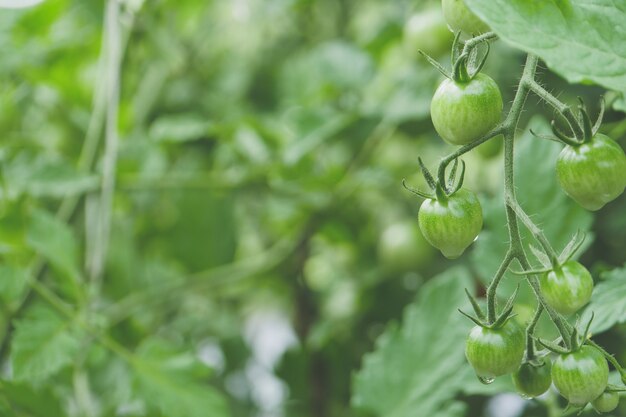 Selective focus shot of growing tomatoes