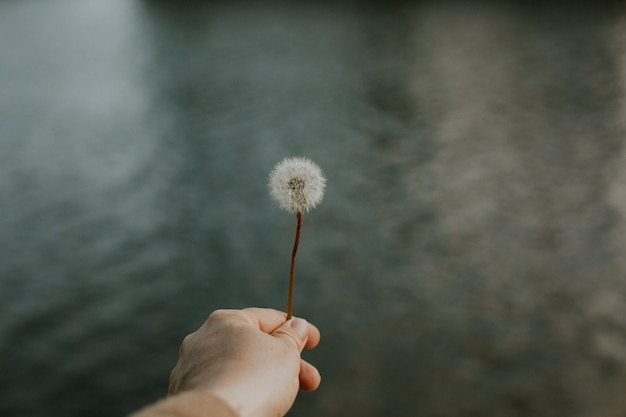 Selective focus shot of a hand holding a dandelion on a water