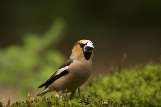 낮 동안 hawfinch 새의 선택적 초점 샷