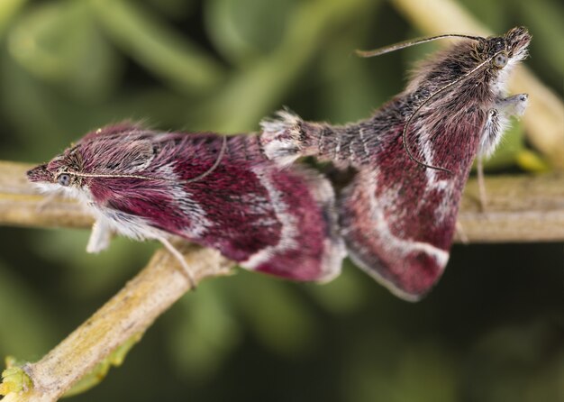 Selective focus shot of Hawk moths on a branch