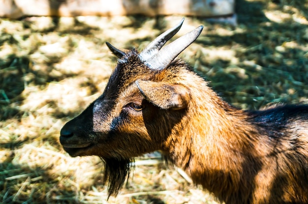 Selective focus shot of the head of a brown goat in a field captured during the daytime
