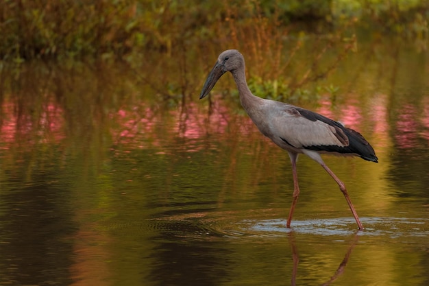 Selective focus shot of a heron hunting for prey in a calm swampy area