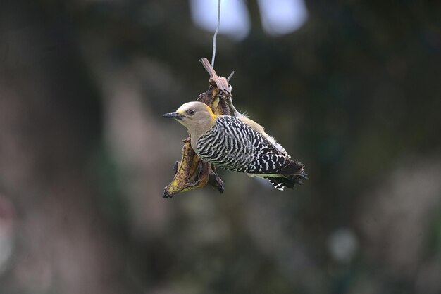 Selective focus shot of a Hoffmann's woodpecker perched on a hanging dried plant