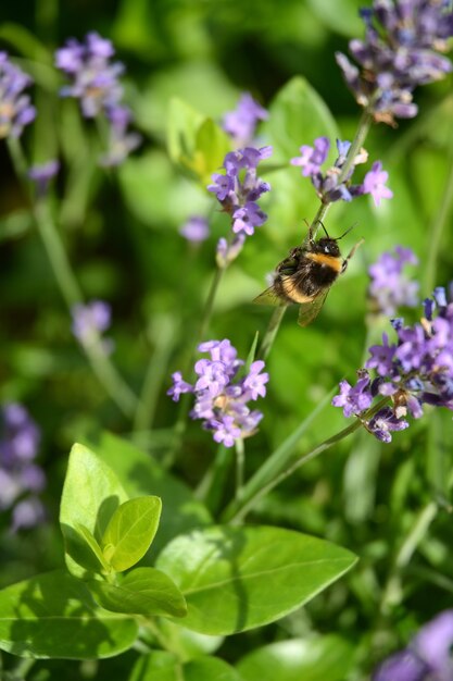 Selective focus shot of the honey bee sitting on a lavender flower