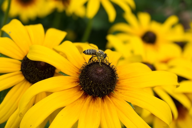 Selective focus shot of a honey bee sitting on a sunflower