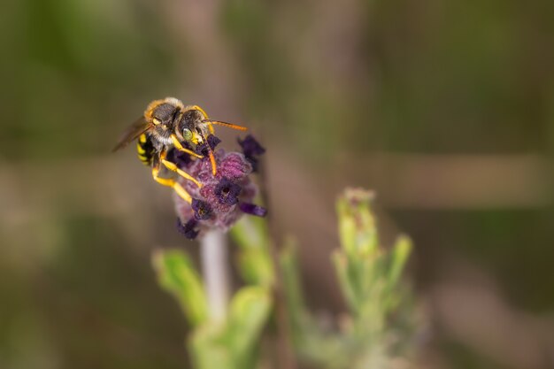 Selective focus shot of the honeybee collecting pollen