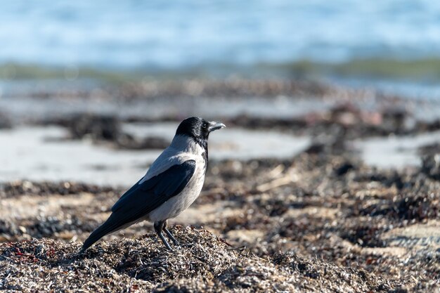 Selective focus shot of a hooded crow on the beach