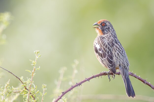 Selective focus shot of a house finch perched on a barbed branch