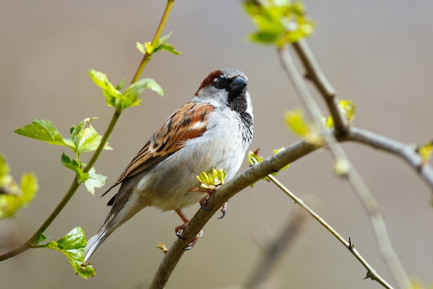 Selective focus shot of a house sparrow perched on a branch