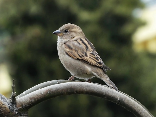 Free photo selective focus shot of a house sparrow perched on a tree branch