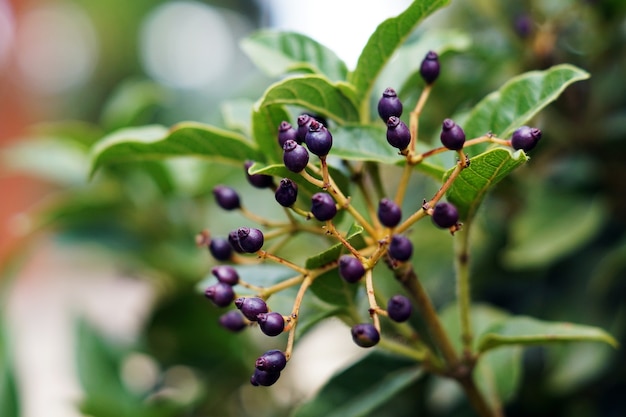 Selective focus shot of a huckleberry branch