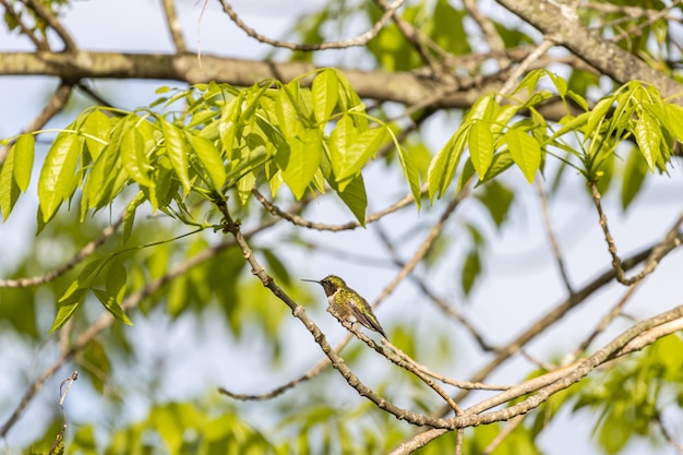 Selective focus shot of a hummingbird perched on a tree branch