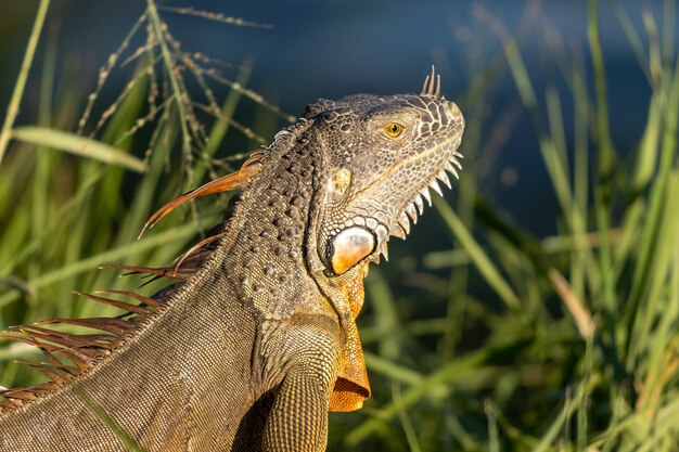 Selective focus shot of an iguana in grassland