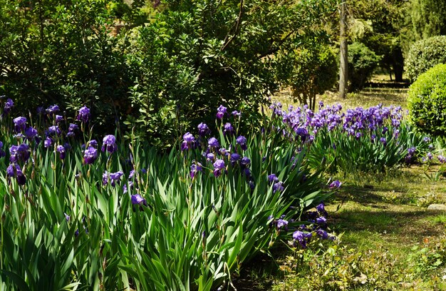 Selective focus shot of irises in the garden during daytime