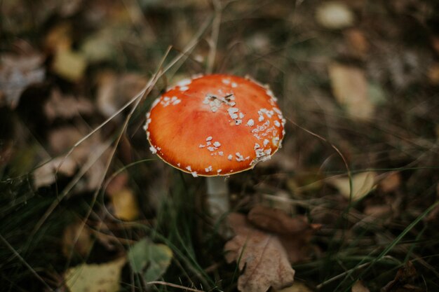 마른 나뭇잎과 흐린 땅에서 성장하는 격리 된 Agaric 곰팡이의 선택적 포커스 샷