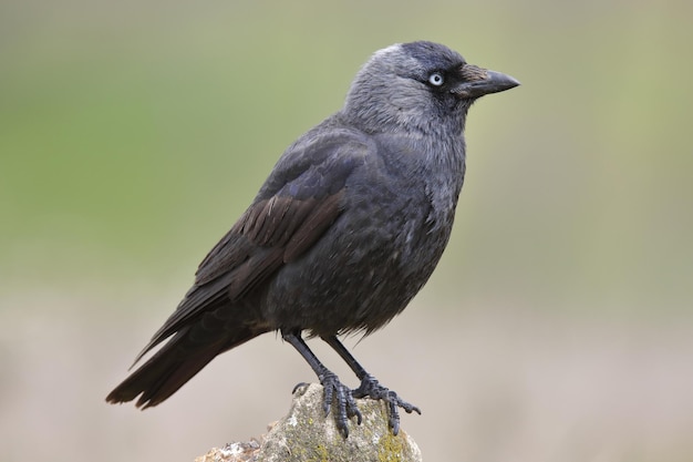 Selective focus shot of a jackdaw bird perched on a rock with a blurred background