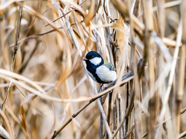 Selective focus shot of Japanese tit resting on a twig in Izumi forest in Yamato, Japan