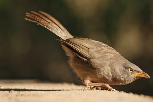 Selective focus shot of Jungle Babbler bird on a concrete surface