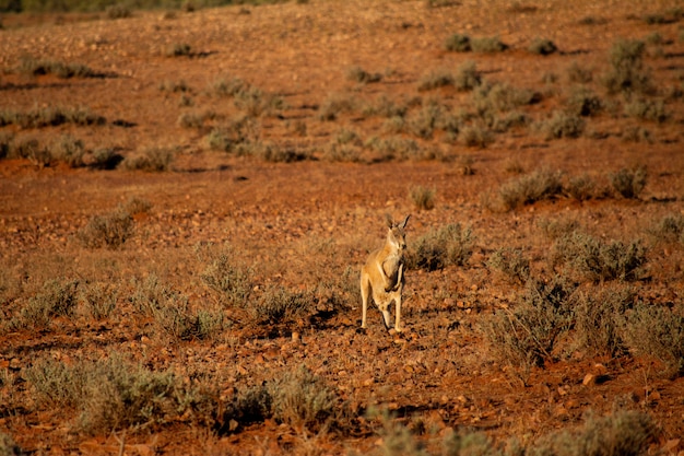 Selective focus shot of a kangaroo standing in the distance near dry bushes