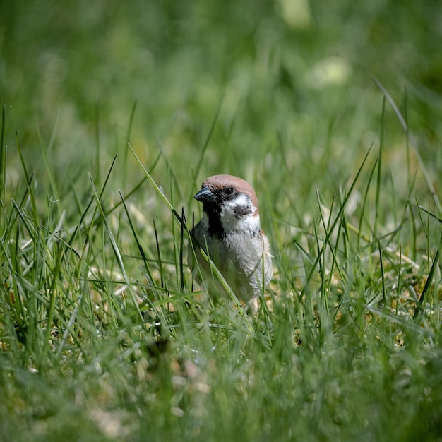 Free photo selective focus shot of a kingbird on a green grass ground