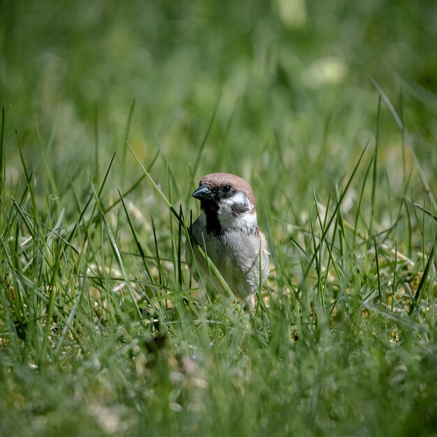 Selective focus shot of a kingbird on a green grass ground